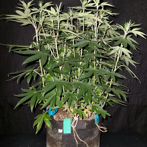 Cap Junky S1  growlog timeline photo