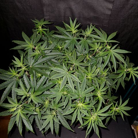 Cap Junky S1  growlog timeline photo