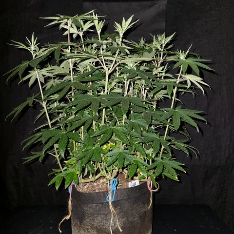 Cap Junky S1  growlog timeline photo