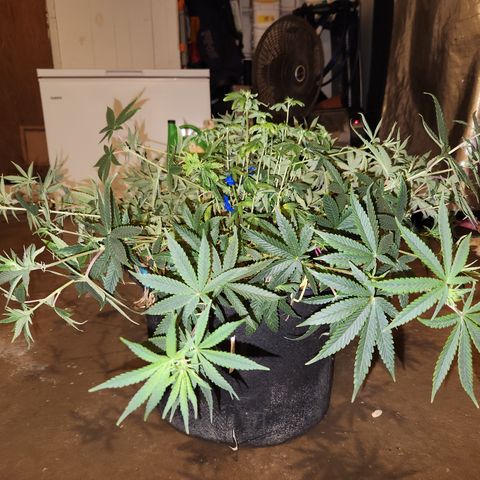 Cap Junky S1  growlog timeline photo