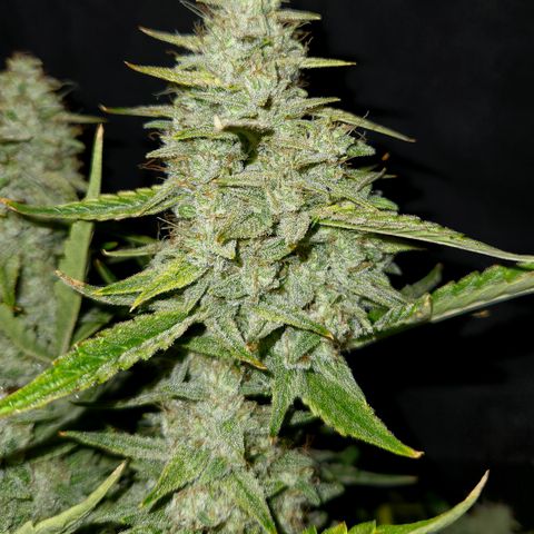 Fog Dog Auto growlog timeline photo