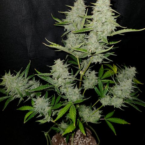 Fog Dog Auto growlog timeline photo