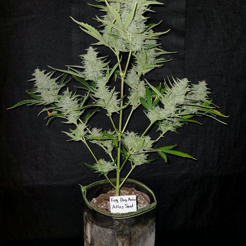 Fog Dog Auto growlog timeline photo