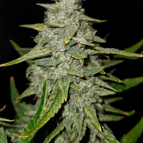 Fog Dog Auto growlog timeline photo