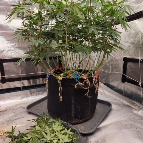 Cap Junky S1  growlog timeline photo