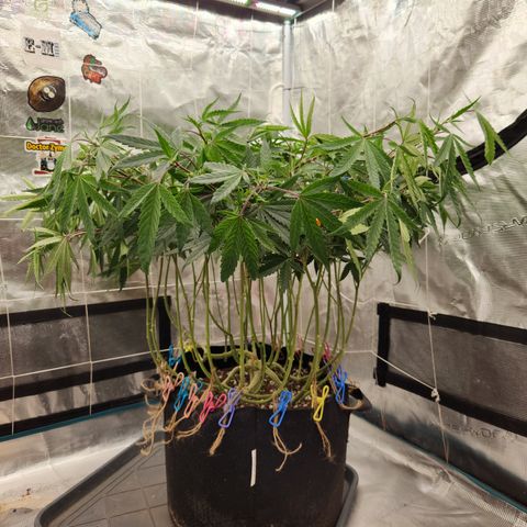 Cap Junky S1  growlog timeline photo