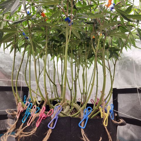 Cap Junky S1  growlog timeline photo