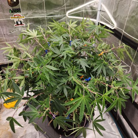Cap Junky S1  growlog timeline photo