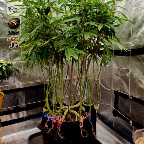 Cap Junky S1  growlog timeline photo
