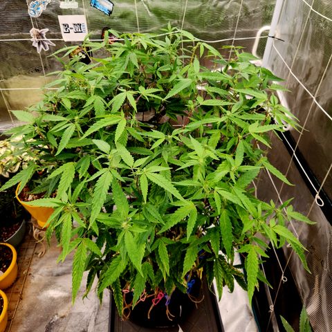Cap Junky S1  growlog timeline photo