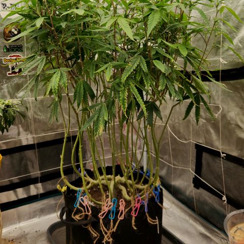 Cap Junky S1  growlog timeline photo