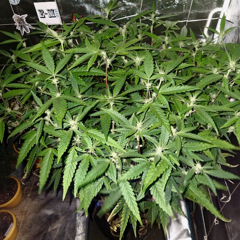 Cap Junky S1  growlog timeline photo