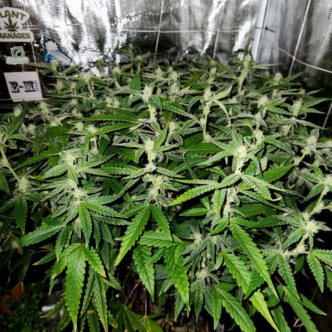 Cap Junky S1  growlog timeline photo