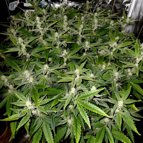 Cap Junky S1  growlog timeline photo