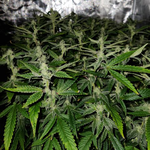Cap Junky S1  growlog timeline photo