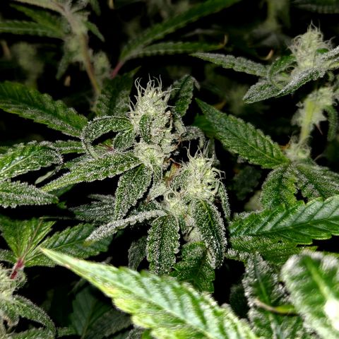 Cap Junky S1  growlog timeline photo