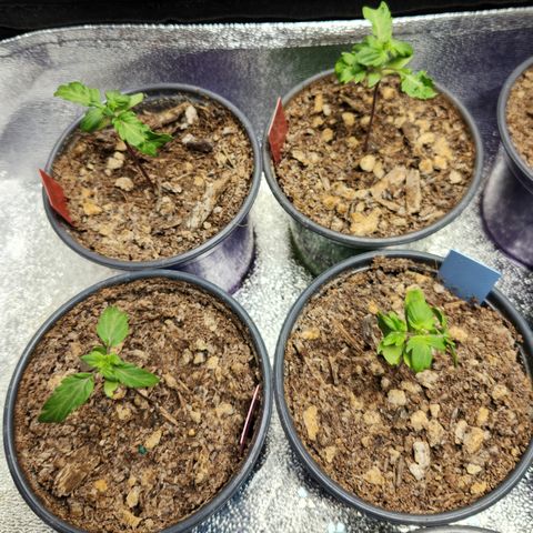 APBE #1 growlog timeline photo