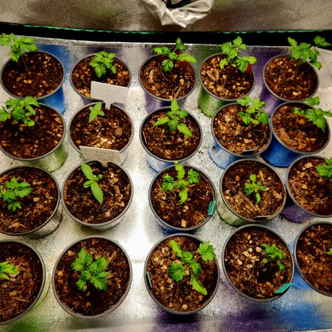 APBE #1 growlog timeline photo