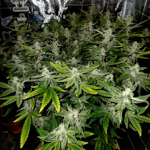Cap Junky S1  growlog timeline photo