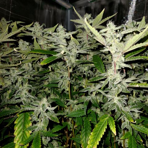 Cap Junky S1  growlog timeline photo