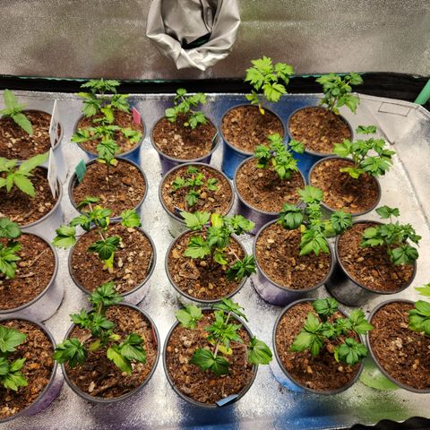 APBE #1 growlog timeline photo