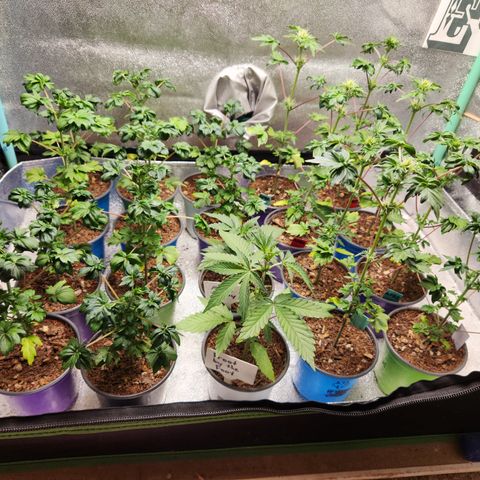 APBE #1 growlog timeline photo