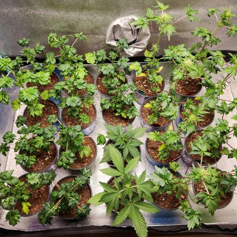 APBE #1 growlog timeline photo
