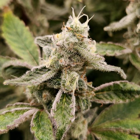 Cap Junky S1  growlog timeline photo