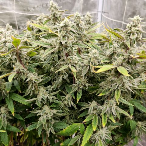 Cap Junky S1  growlog timeline photo