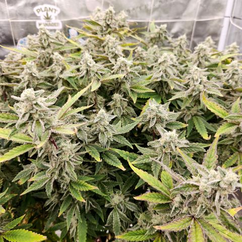 Cap Junky S1  growlog timeline photo