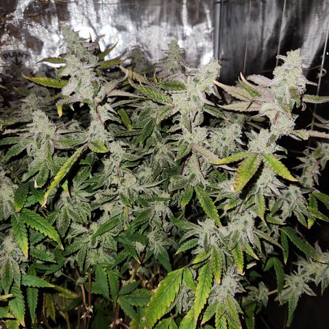 Cap Junky S1  growlog timeline photo
