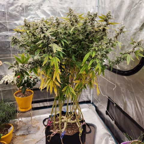Cap Junky S1  growlog timeline photo