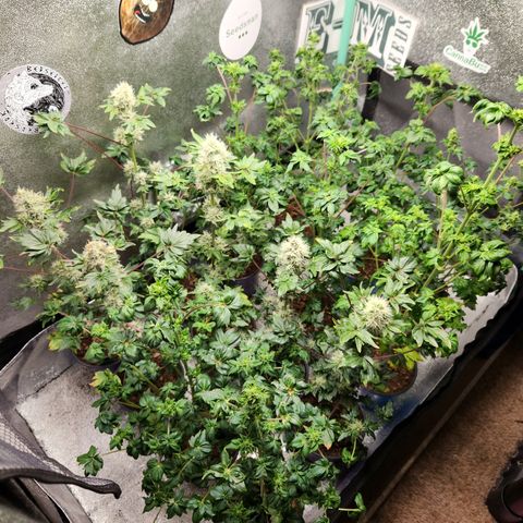 APBE #1 growlog timeline photo