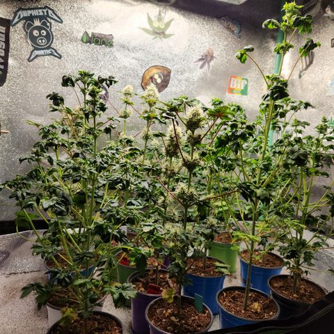 APBE #1 growlog timeline photo