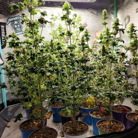 APBE #1 growlog timeline photo