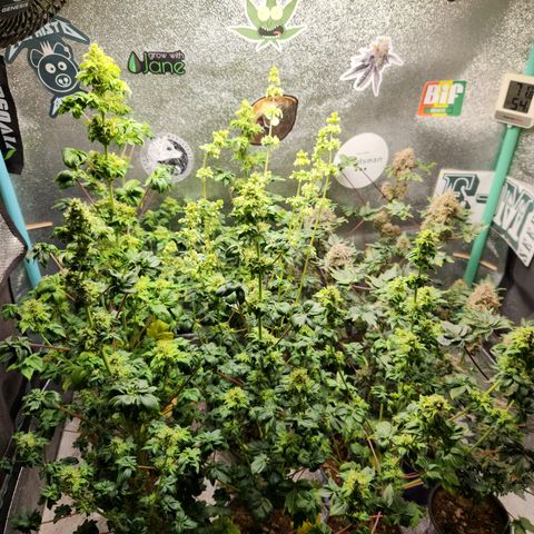 APBE #1 growlog timeline photo