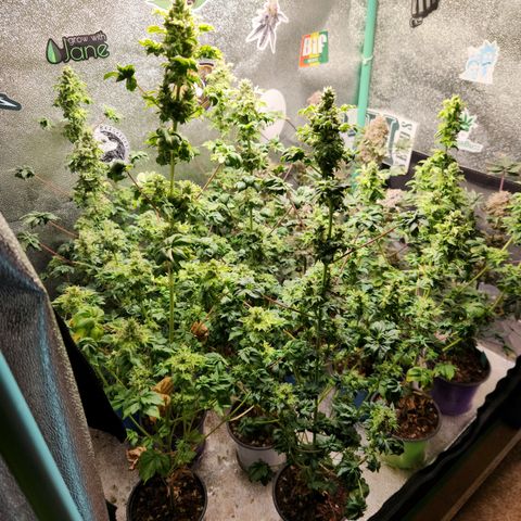 APBE #1 growlog timeline photo