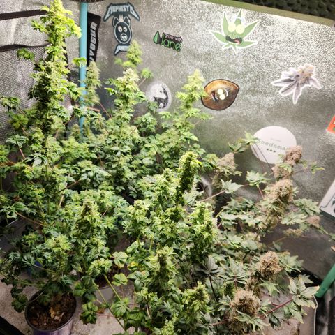APBE #1 growlog timeline photo