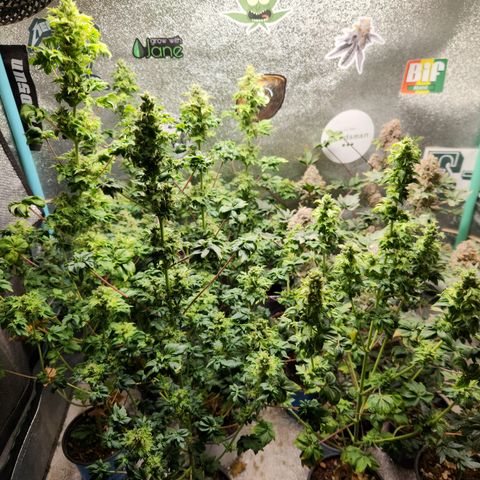 APBE #1 growlog timeline photo