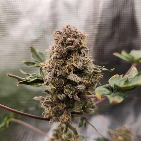 APBE #1 growlog timeline photo