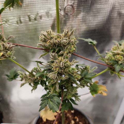 APBE #1 growlog timeline photo
