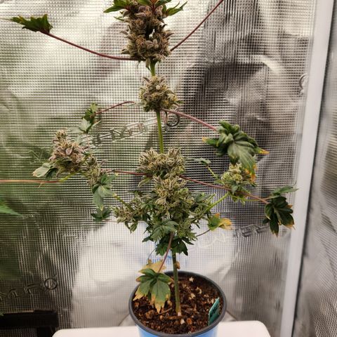 APBE #1 growlog timeline photo