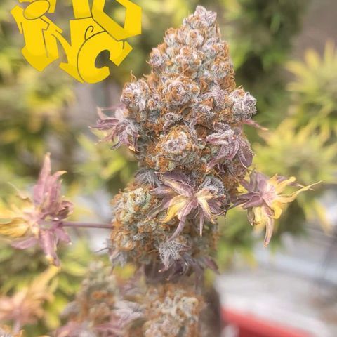 APBE #1 growlog timeline photo