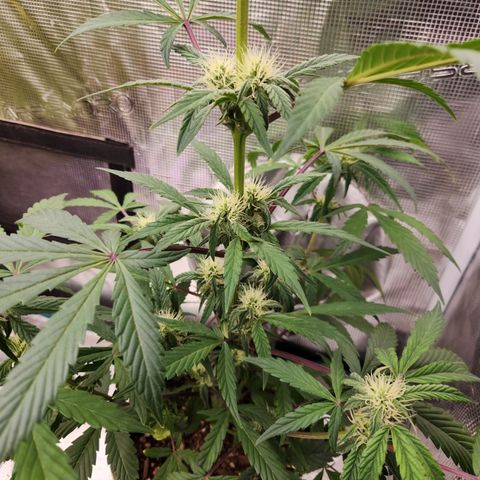 CBD Critical Mass growlog timeline photo