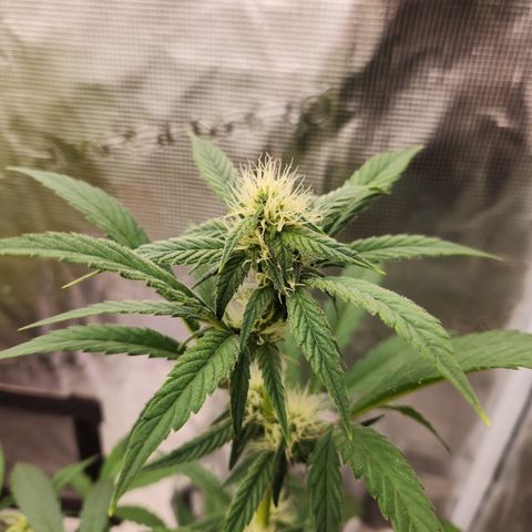 CBD Critical Mass growlog timeline photo