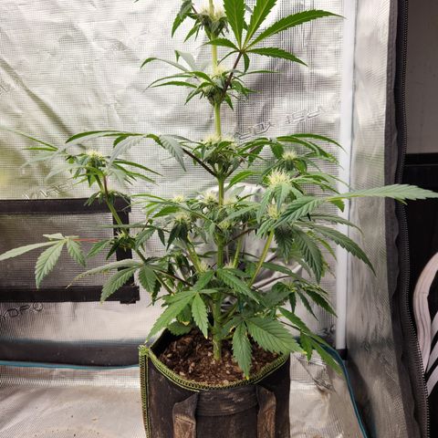 CBD Critical Mass growlog timeline photo