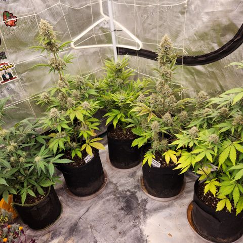 CBD Critical Mass growlog timeline photo