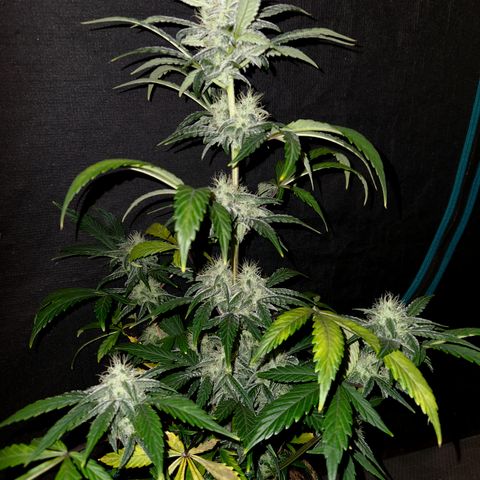 CBD Critical Mass growlog timeline photo