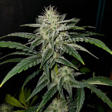 CBD Critical Mass growlog timeline photo