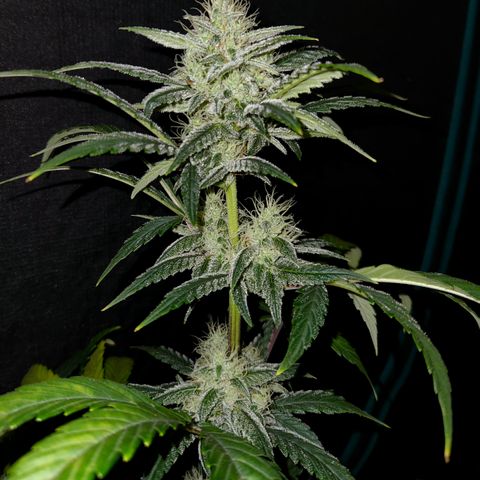 CBD Critical Mass growlog timeline photo
